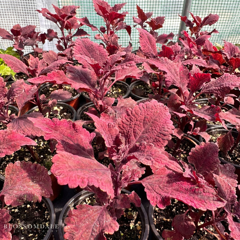 Coleus 'Hot Lava'