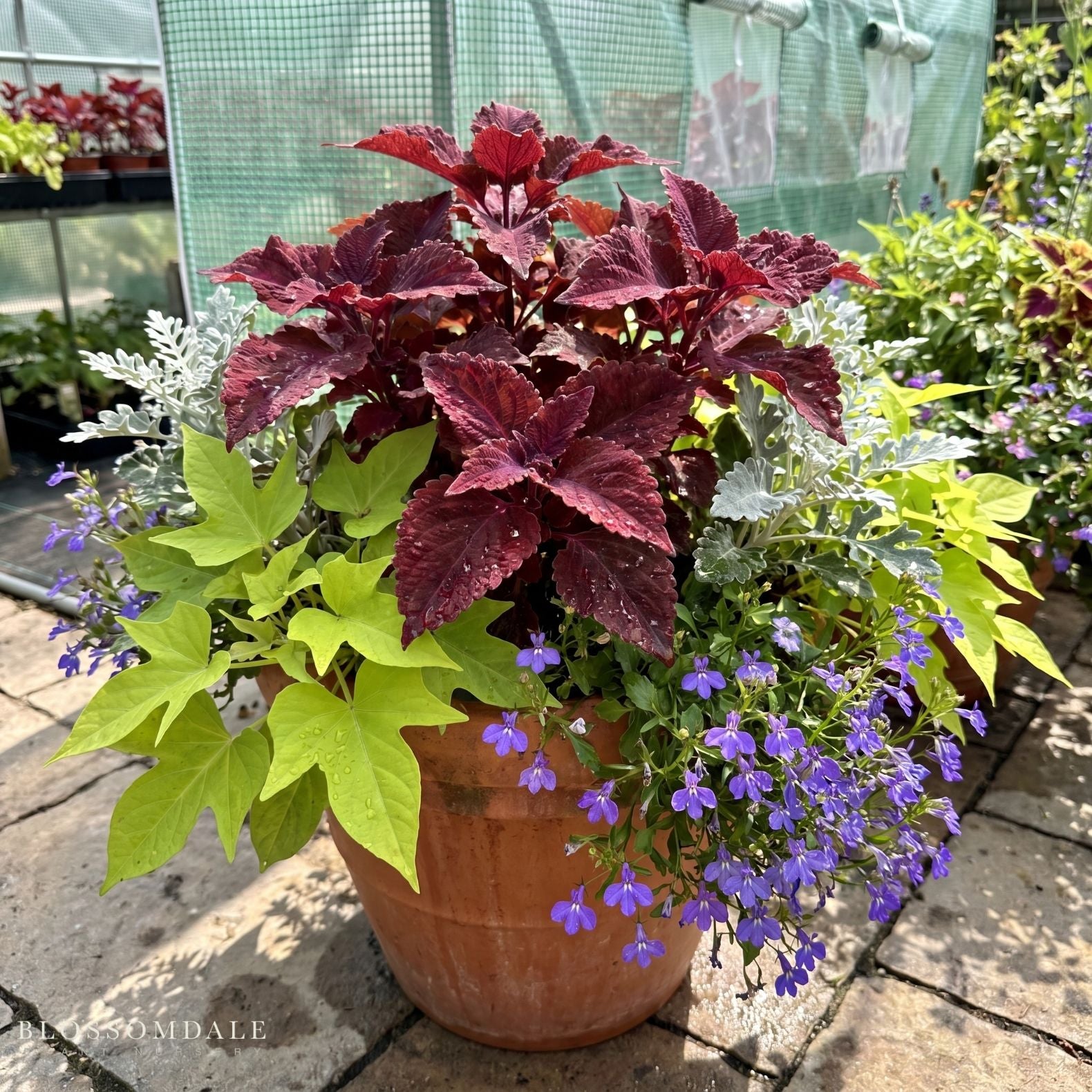 Coleus 'Hot Lava'
