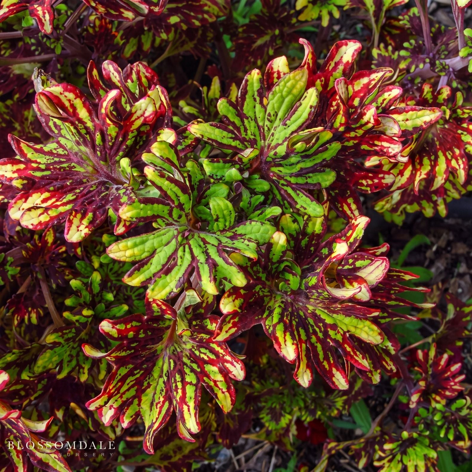Coleus 'Kingwood Karnival'