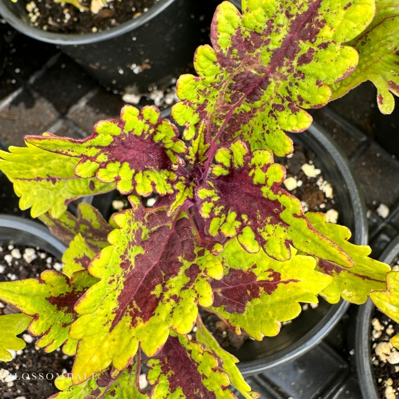 Coleus 'Kingwood Karnival'