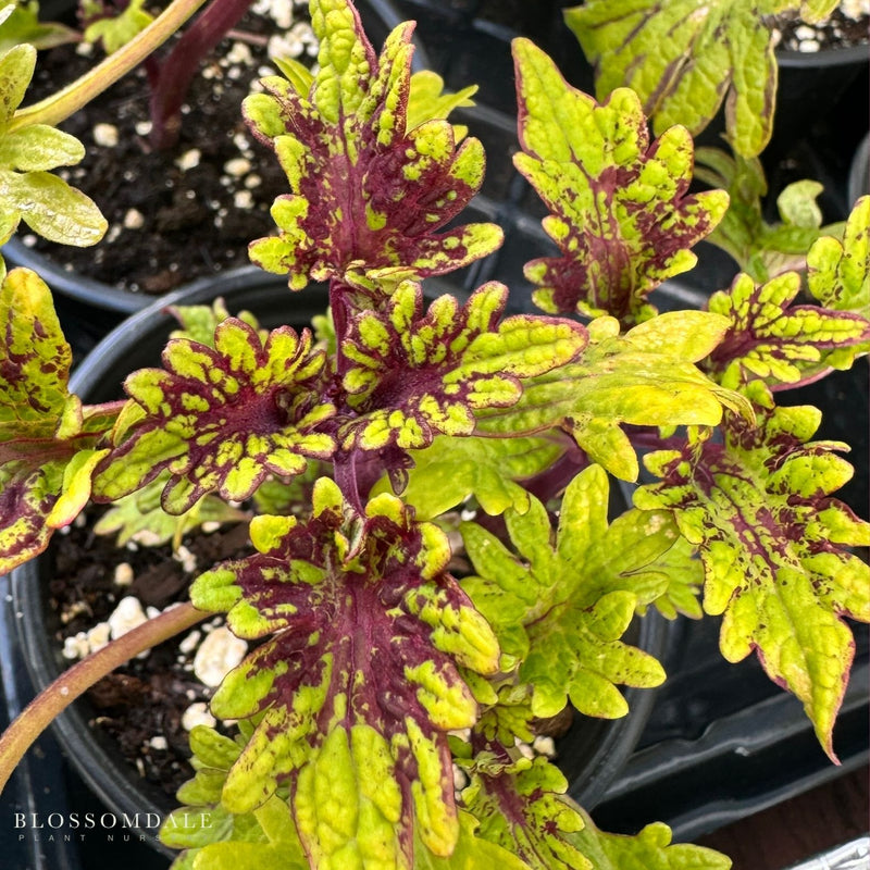 Coleus 'Kingwood Karnival'