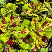 Coleus 'Kong Mosaic'