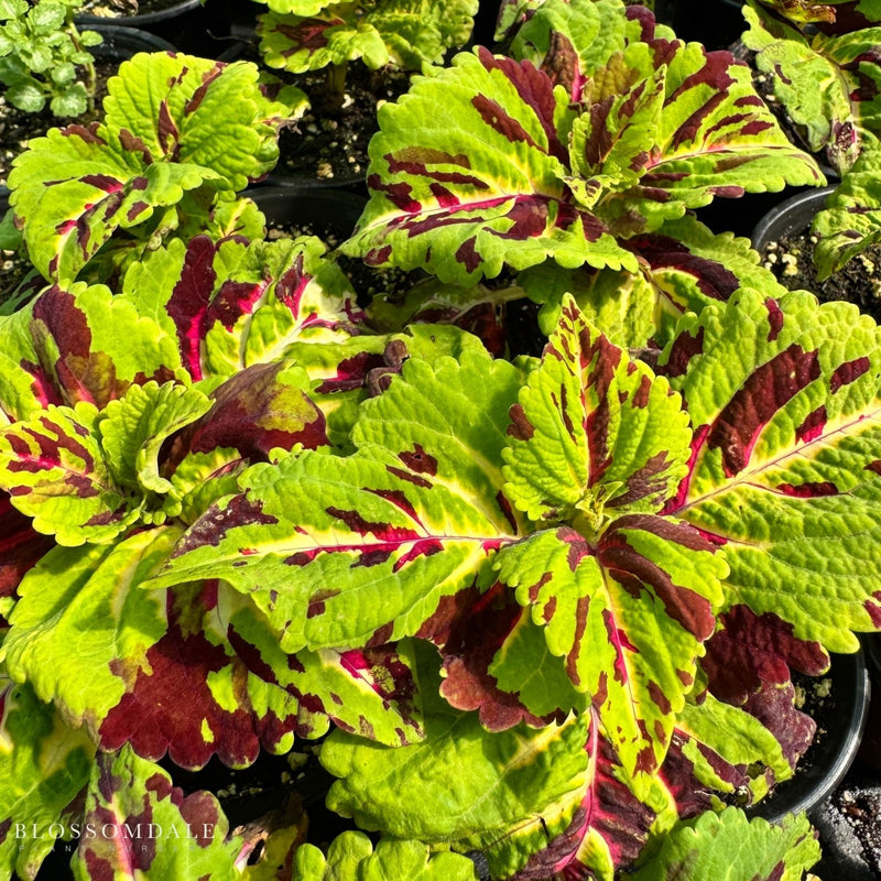 Coleus 'Kong Mosaic'