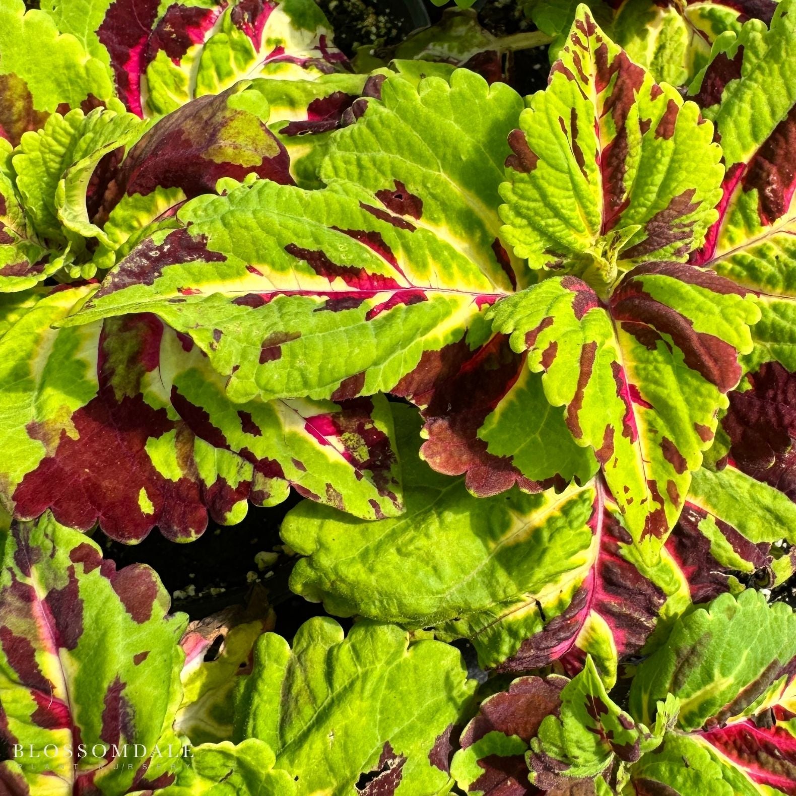 Coleus 'Kong Mosaic'