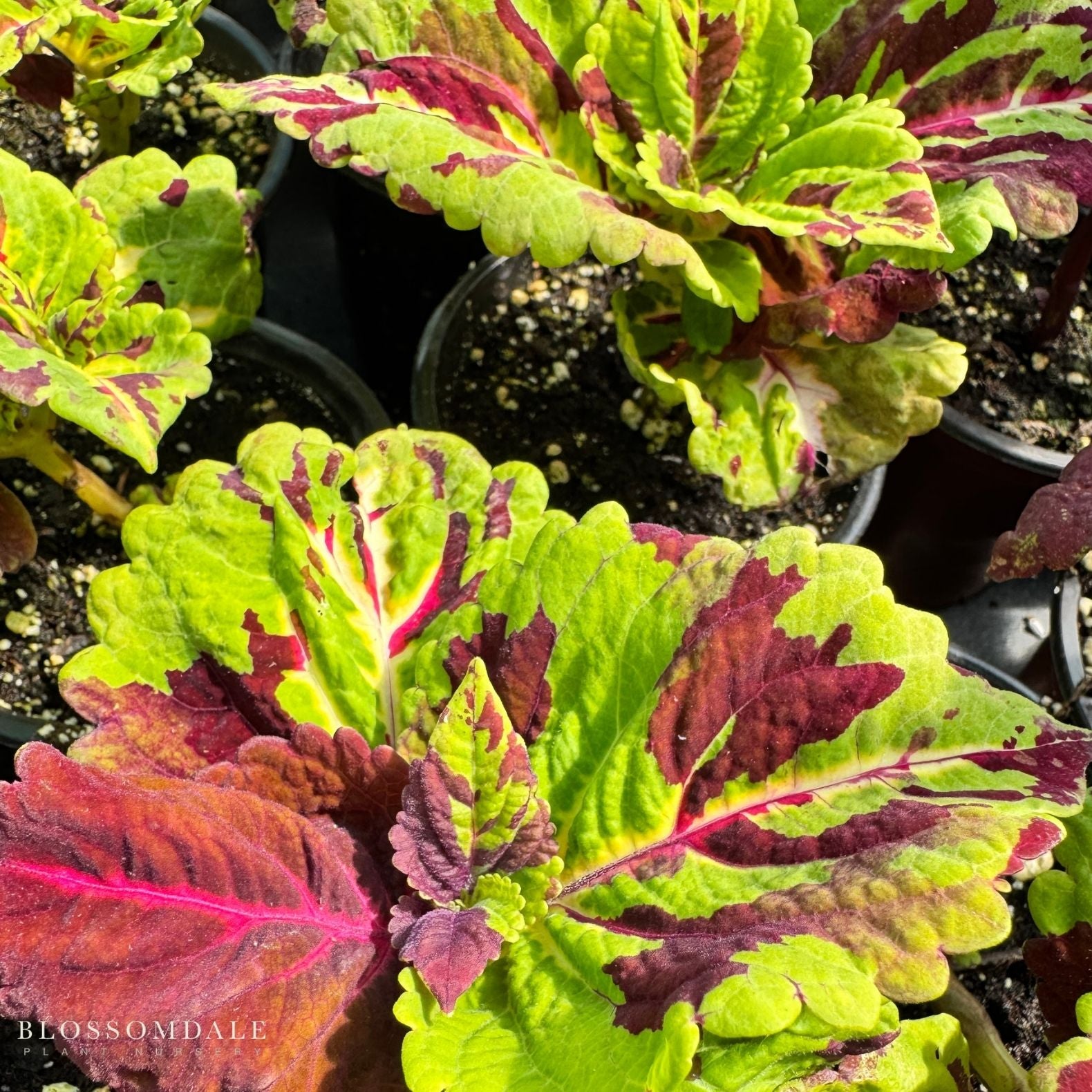 Coleus 'Kong Mosaic'