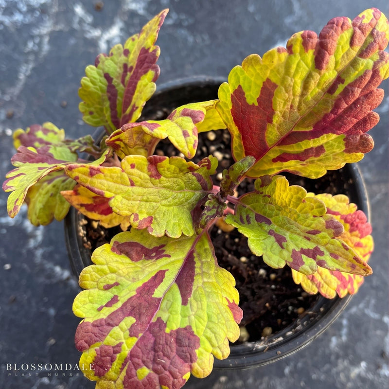 Coleus 'Stormy Weather'