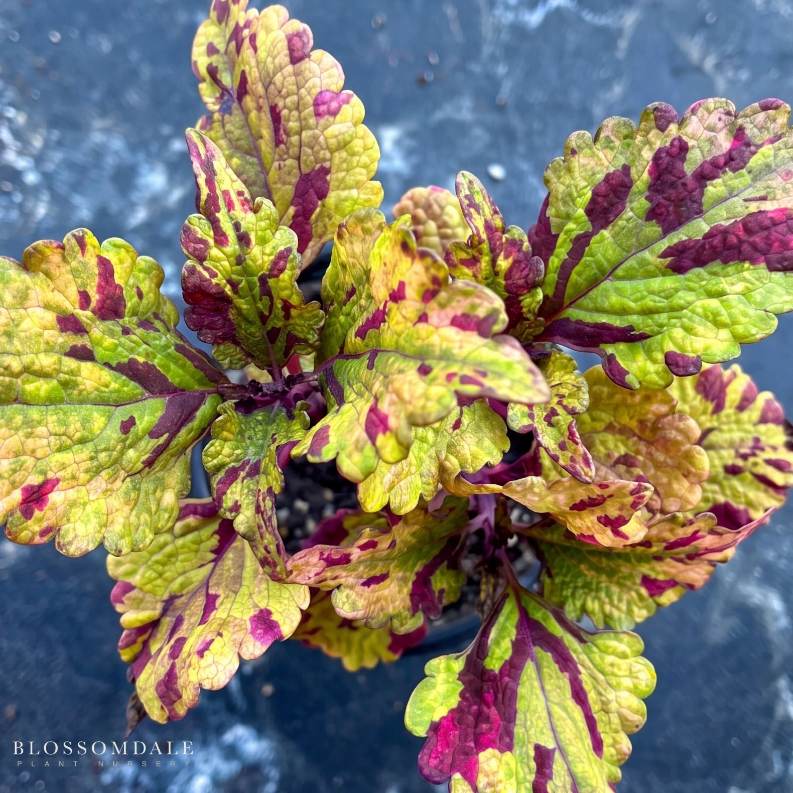 Coleus 'Stormy Weather'