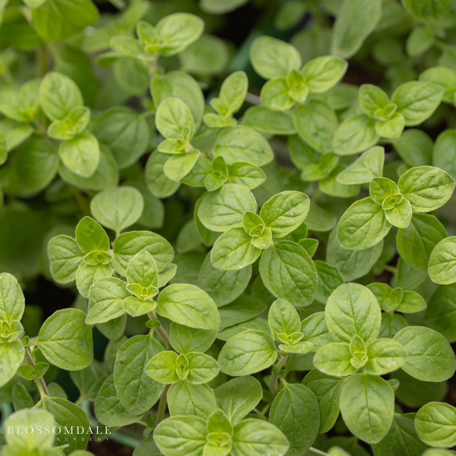 Oregano Compacta