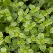 Oregano Compacta
