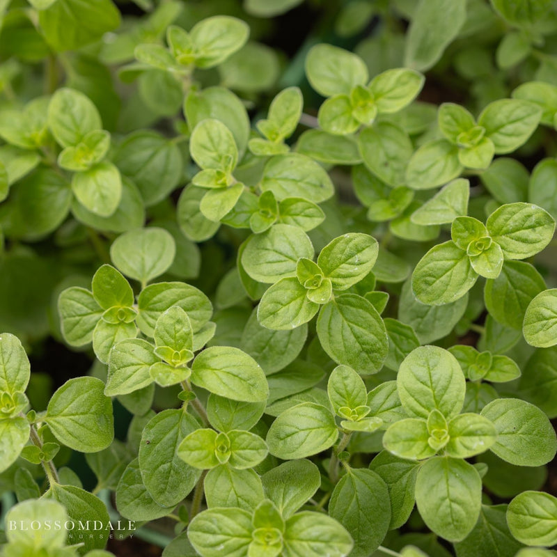 Oregano Compacta