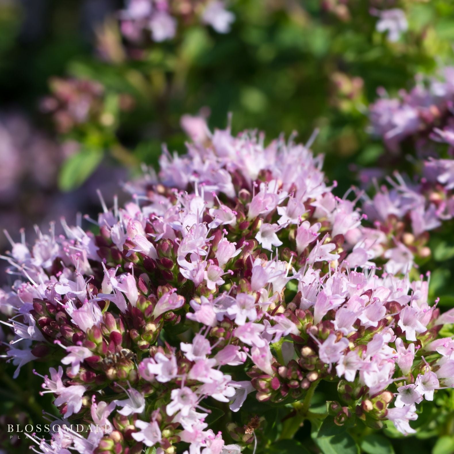 Oregano Compacta