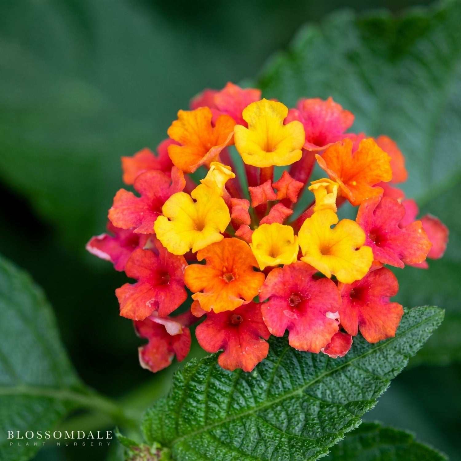 Lantana 'Confetti', also known as Shrub Verbena, is a heat-loving perennial shrub known for its clusters of multicolored flowers that bloom from spring through fall. It typically features yellow, pink, and orange hues, creating a confetti-like effect. This flowering plant is heat & drought-tolerant, and attracts pollinators, making it ideal for sunny gardens.
