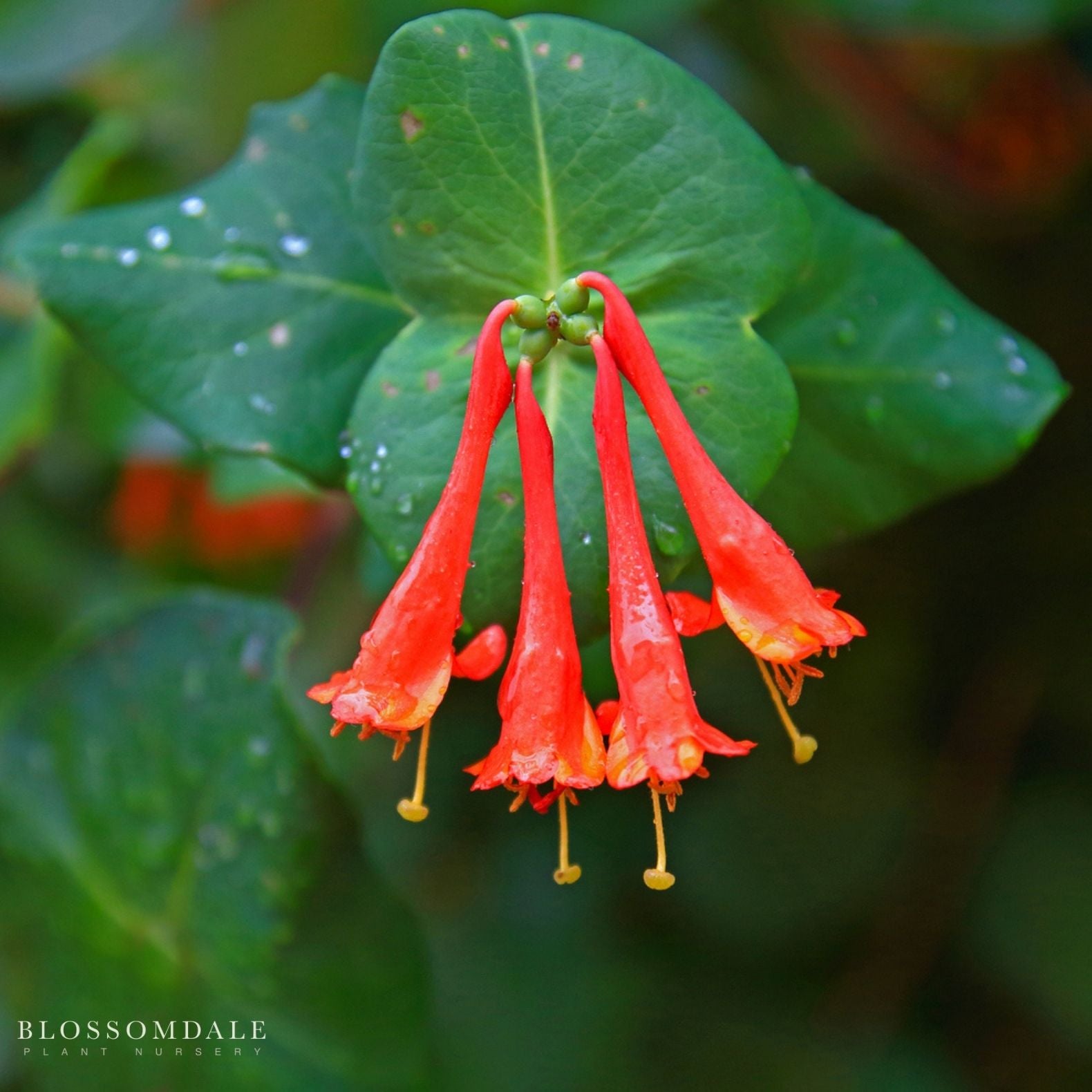 Coral Honeysuckle 'Honey Coral'