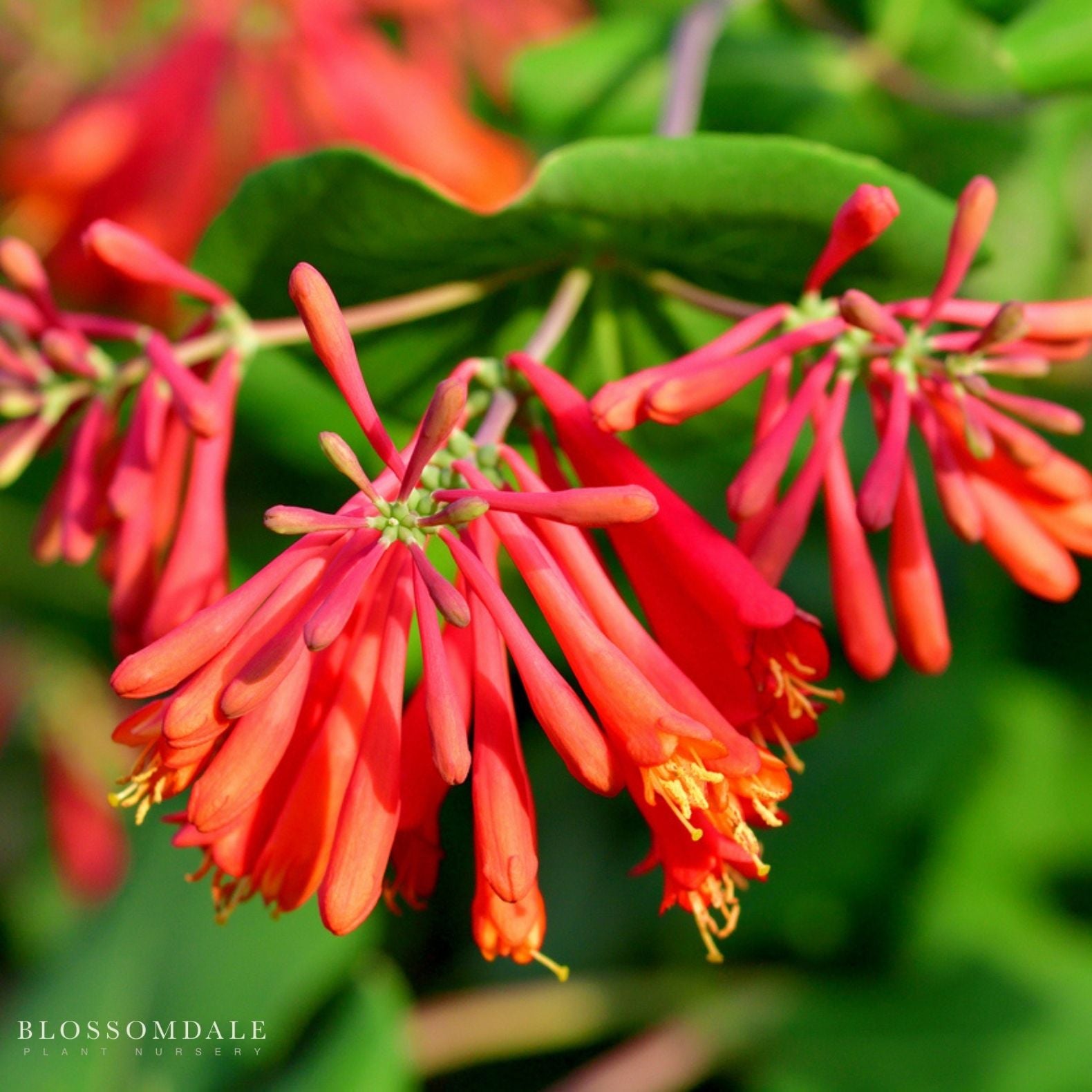 Coral Honeysuckle 'Honey Coral'