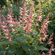 Hummingbird Coral Nymph Salvia
