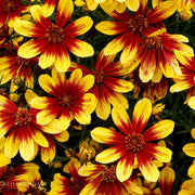 Firefly Tickseed