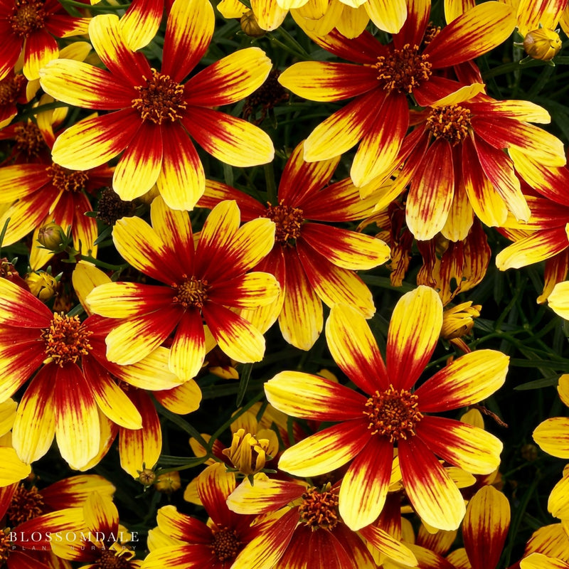Coreopsis 'Firefly'