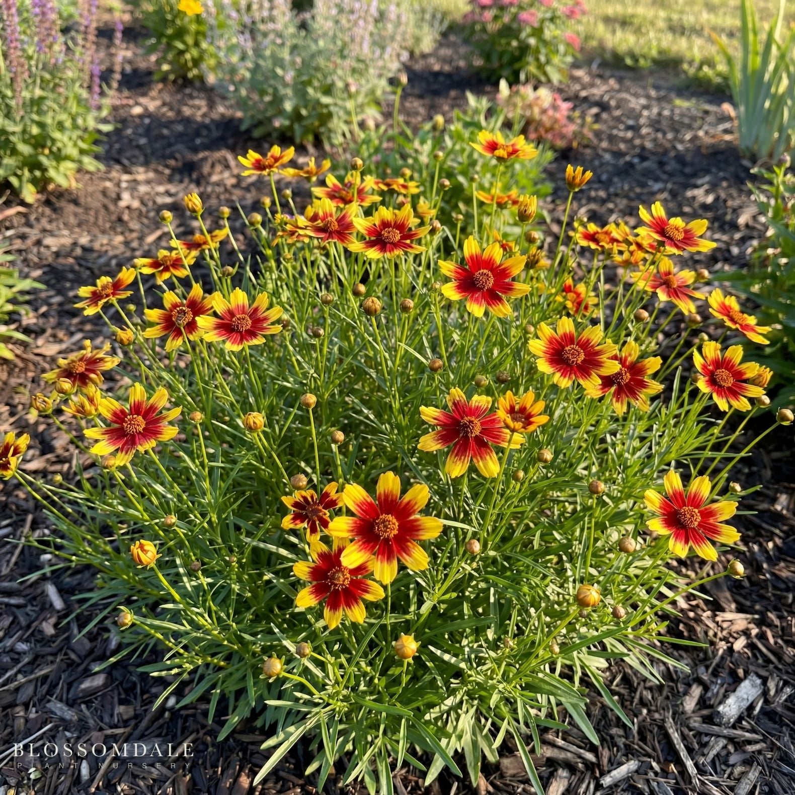 Firefly Tickseed