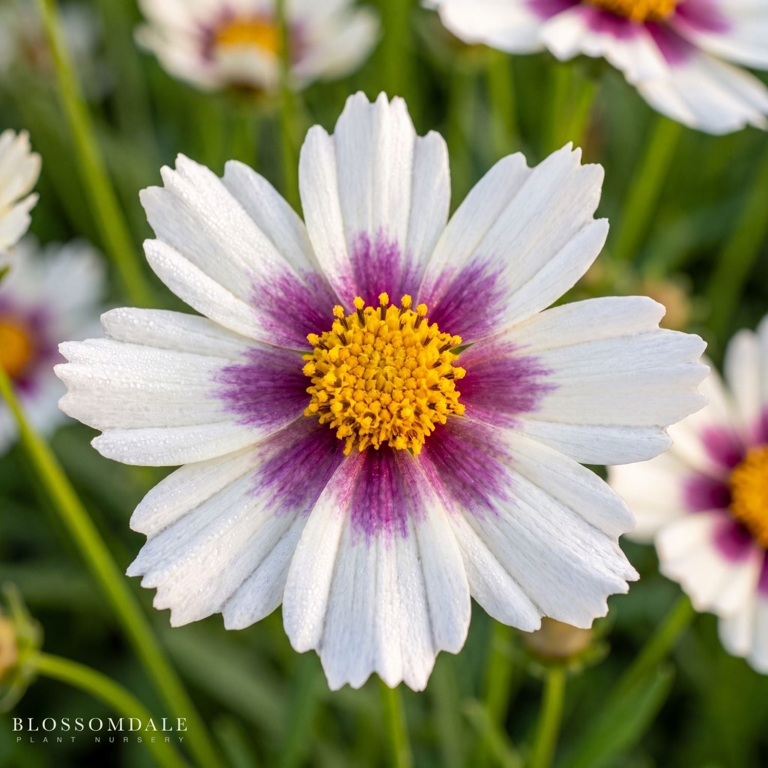 Coreopsis 'Hybrid Star Cluster'