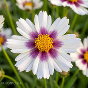 Coreopsis 'Hybrid Star Cluster'