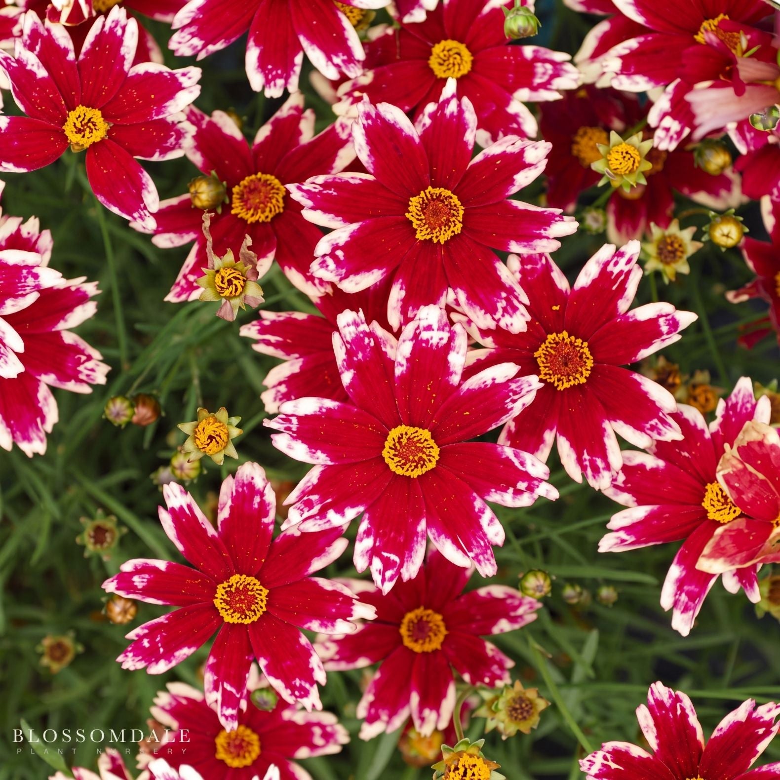 Coreopsis 'Ruby Frost'