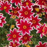 Coreopsis 'Ruby Frost'