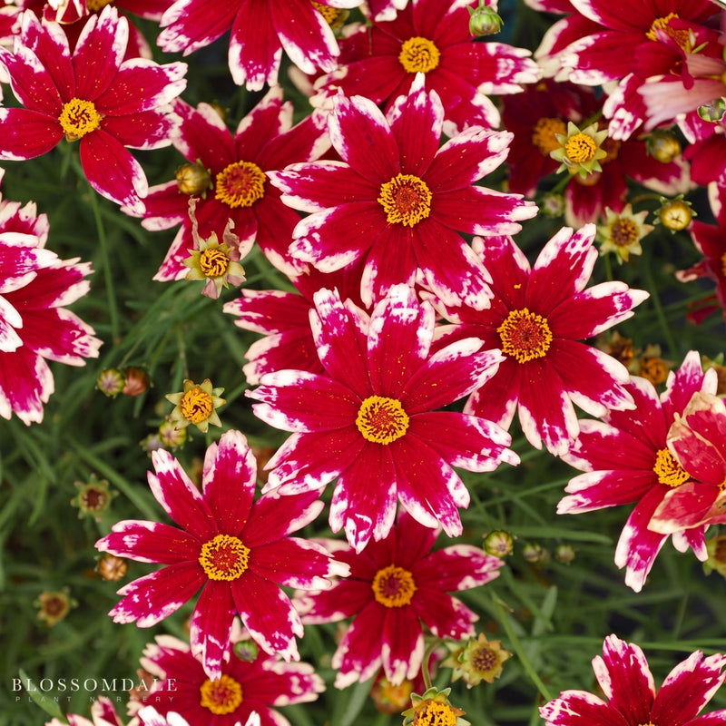 Coreopsis 'Ruby Frost'