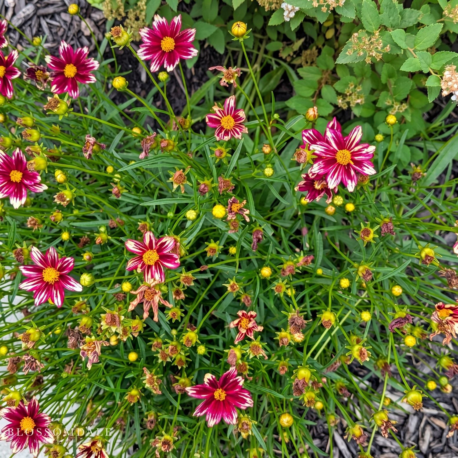 Coreopsis 'Ruby Frost'