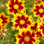 Coreopsis 'Solar Jewel'