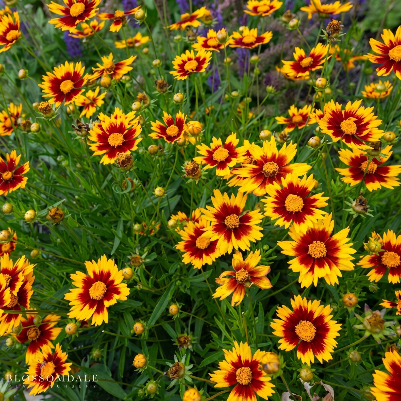 Coreopsis 'Solar Jewel'