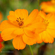 Cosmos 'Mandarin'