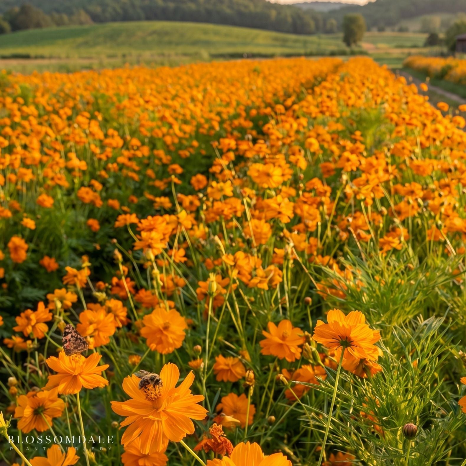 Cosmos 'Mandarin'