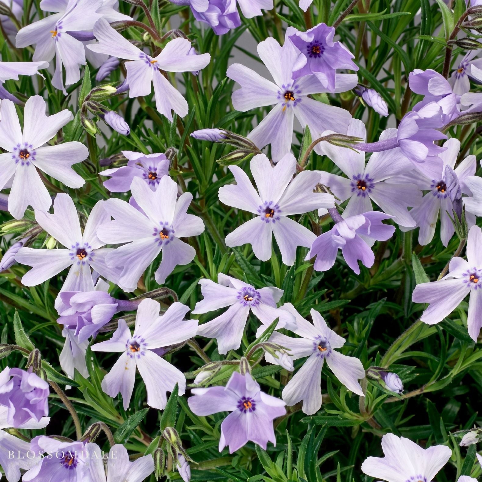 Creeping Phlox 'Emerald Cushion Blue'