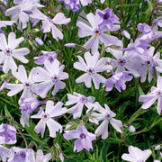Creeping Phlox 'Emerald Cushion Blue'