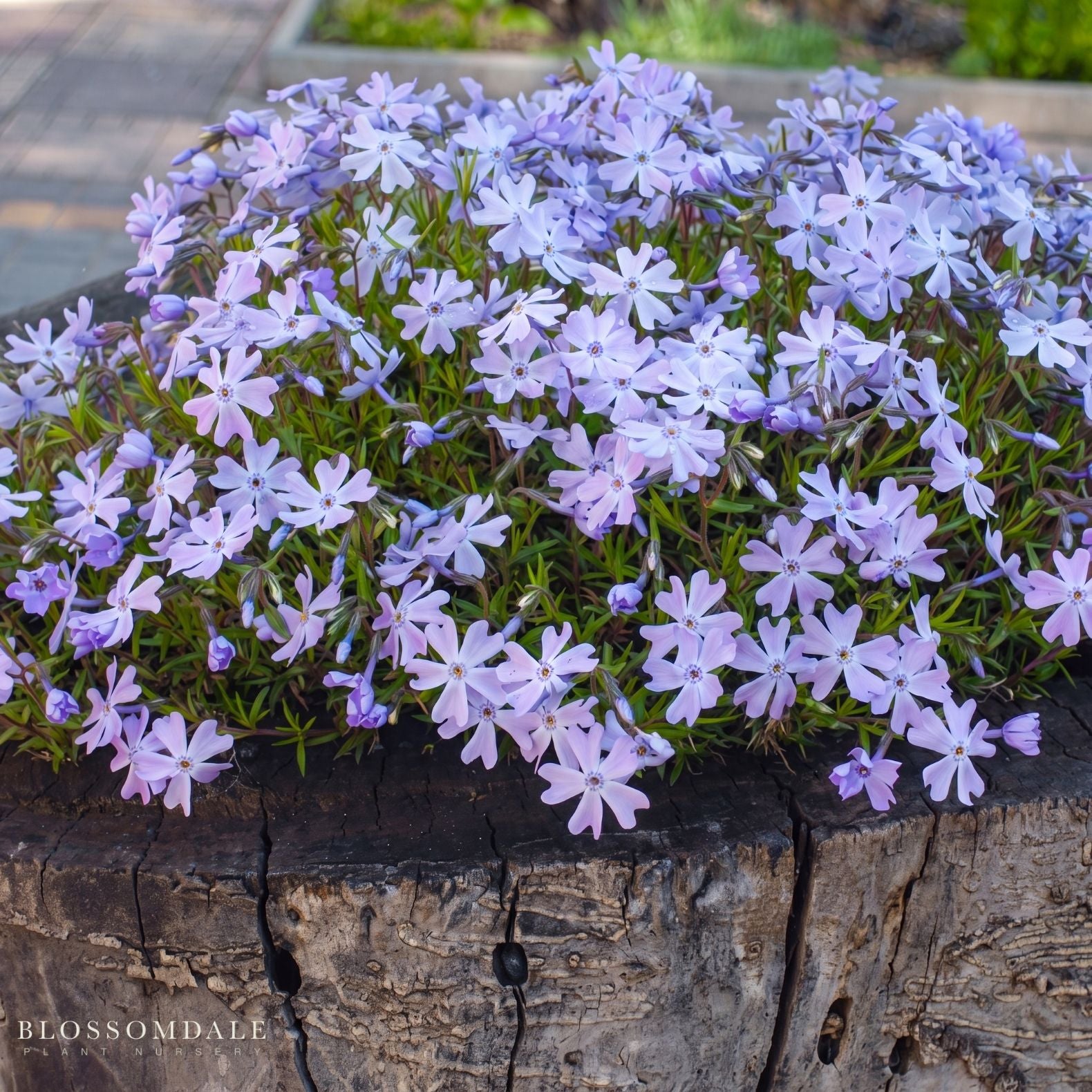Creeping Phlox 'Emerald Cushion Blue'