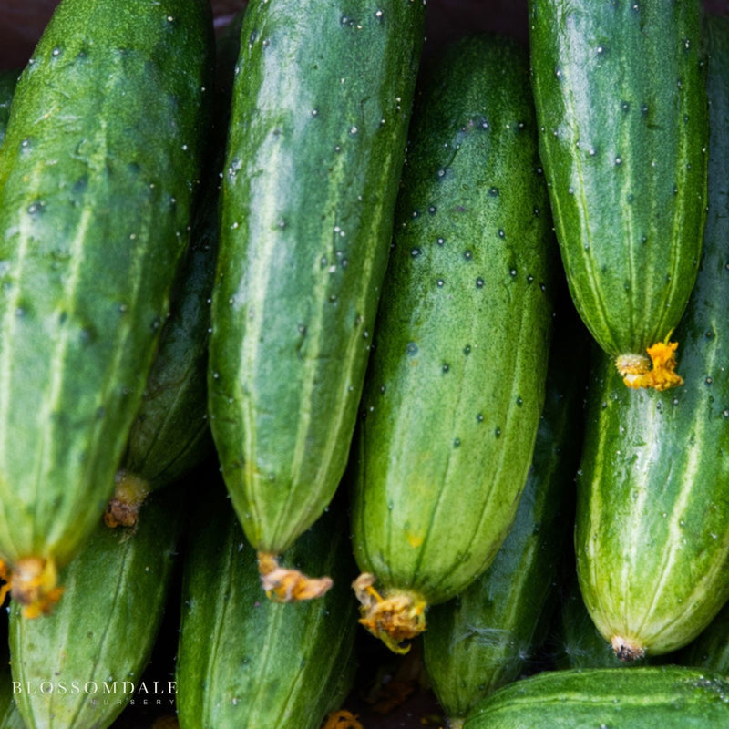 Patio Snacker Cucumber Seeds