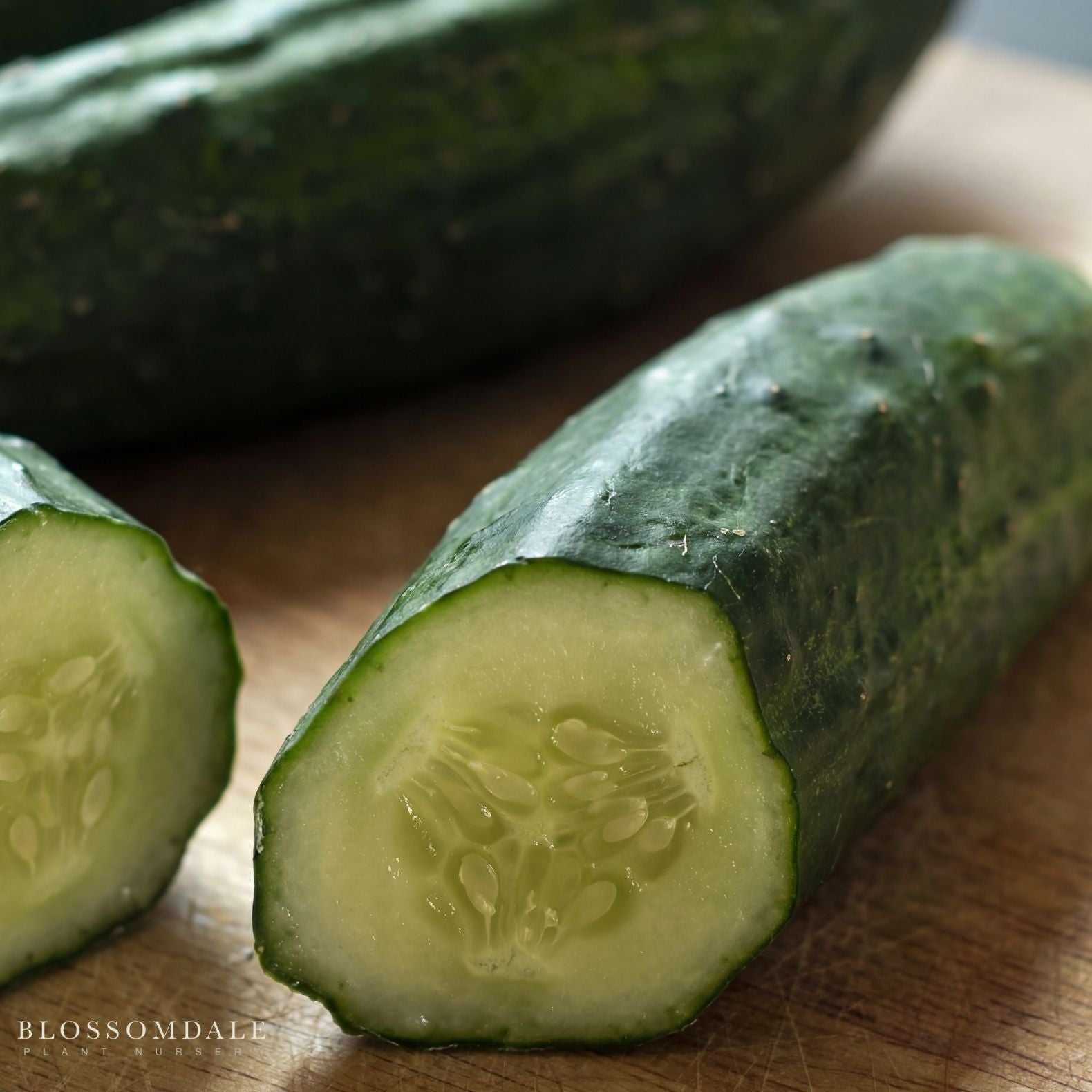 Patio Snacker Cucumber Seeds