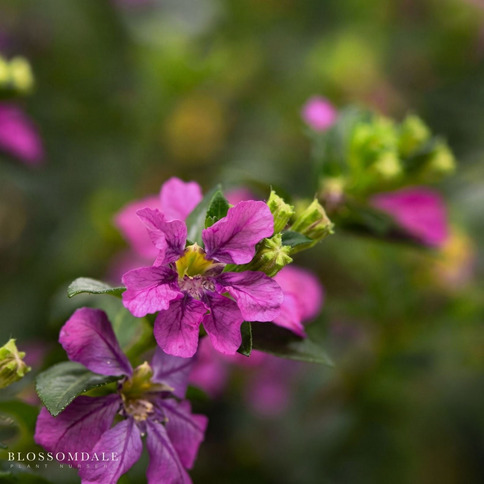 Mexican Heather 'Floriglory Selena'