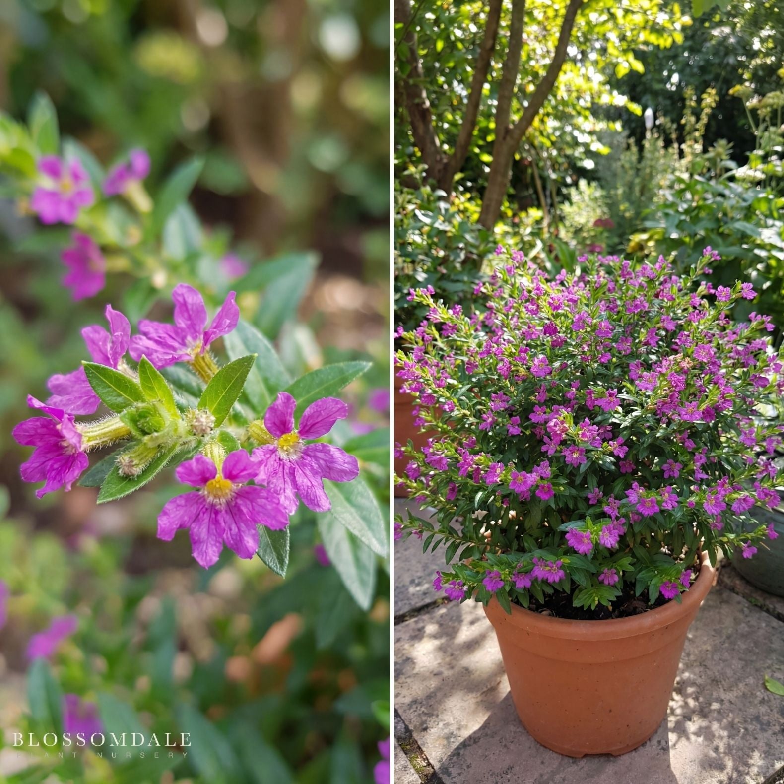 Mexican Heather 'Floriglory Selena'