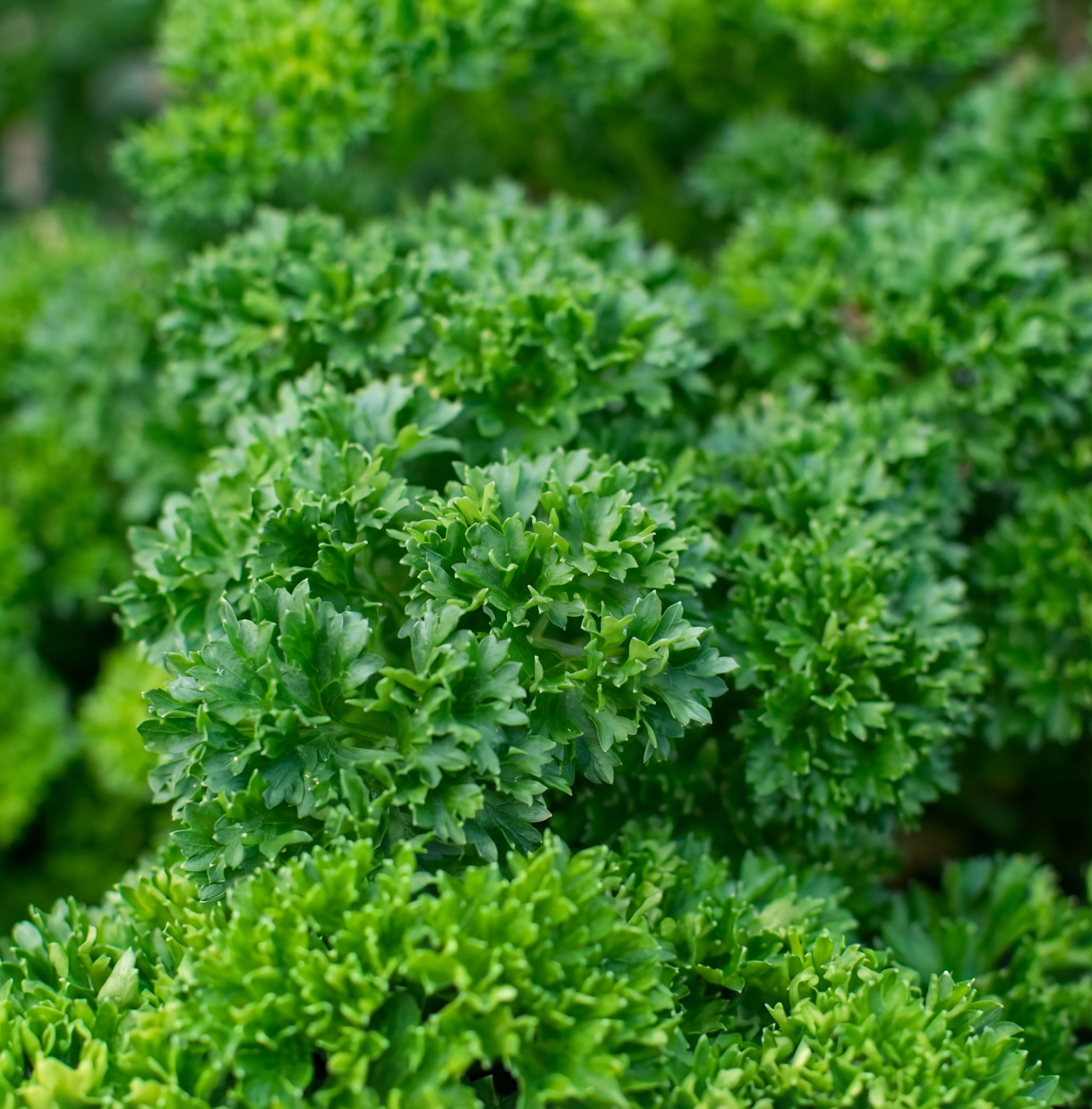 Triple Curled Parsley Seeds