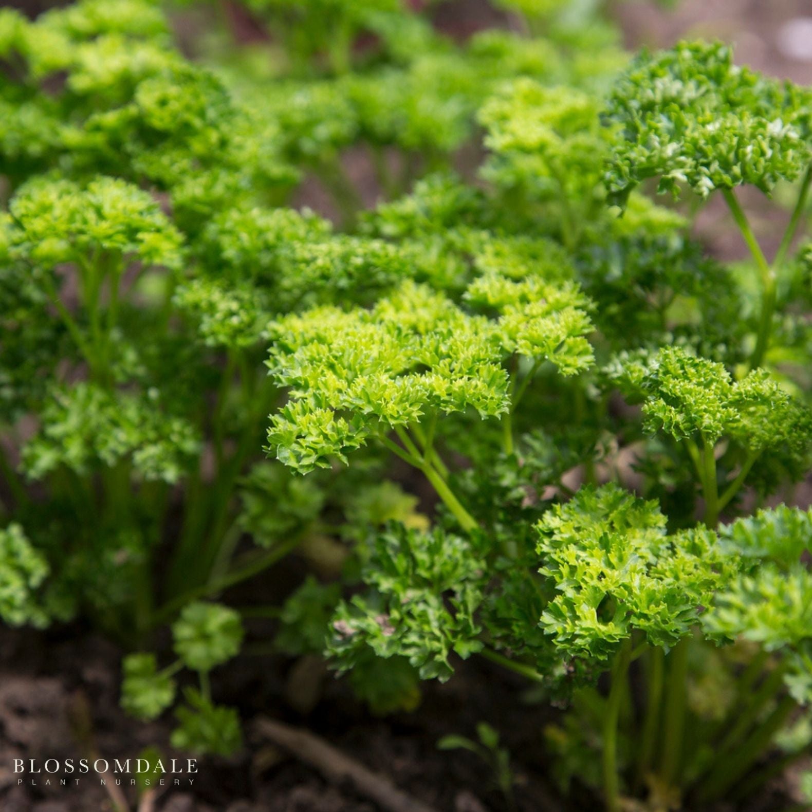 Triple Curled Parsley Seeds