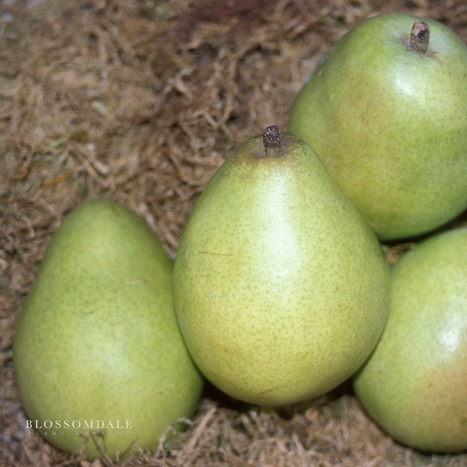 Semi Dwarf 4-in-1 Pear Tree (Comice, D'Anjou, Bartlett & Bosc)