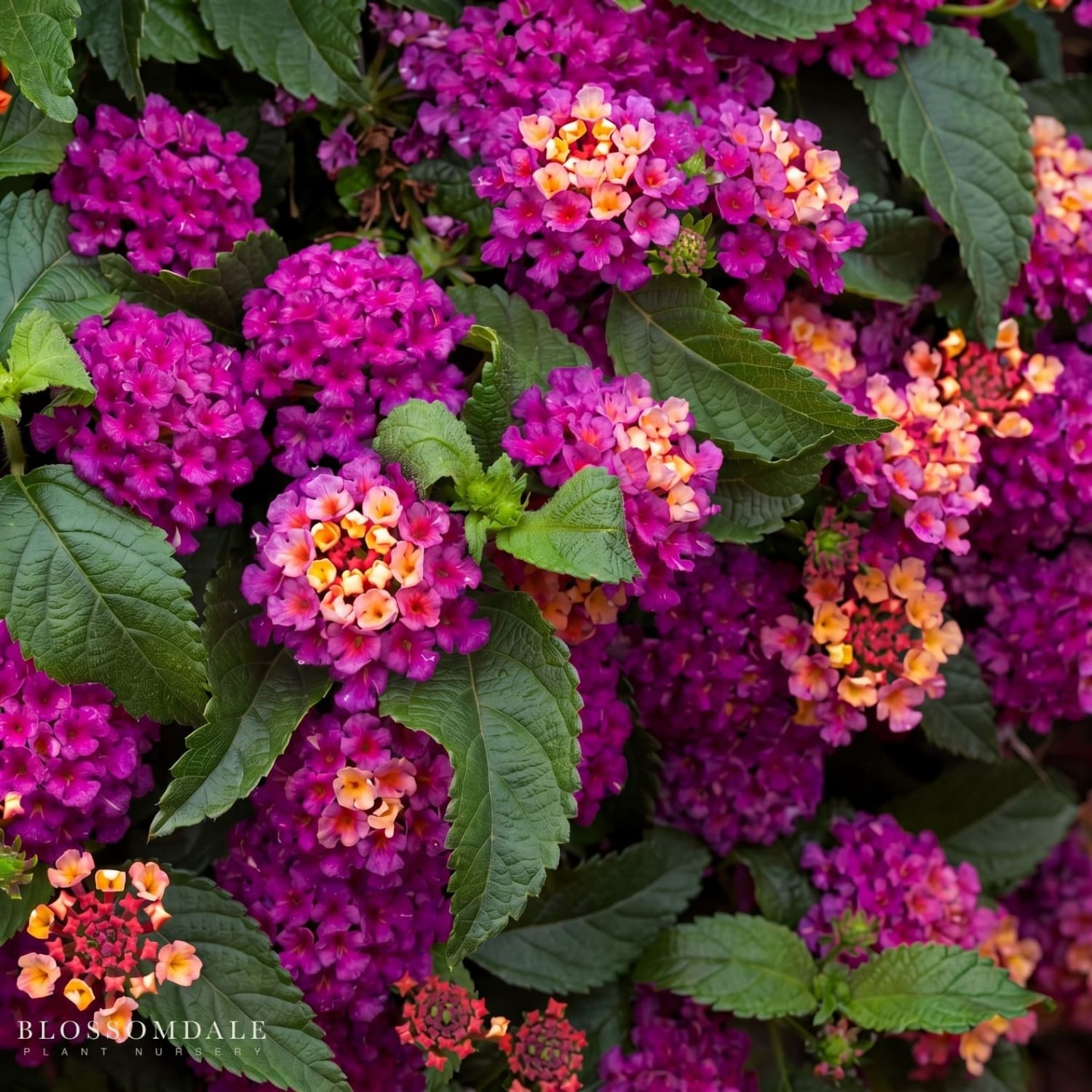 Vibrant Lantana 'Dark Purple', also known as Spanish flag flowers, bloom in rich magenta-purple hues with yellow throats, attracting butterflies to sunny gardens. Heat-tolerant perennial shrub for pollinator-friendly landscapes.