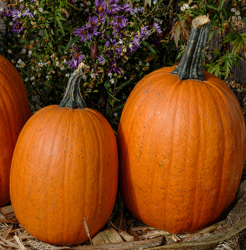 Darling Pumpkin Seeds