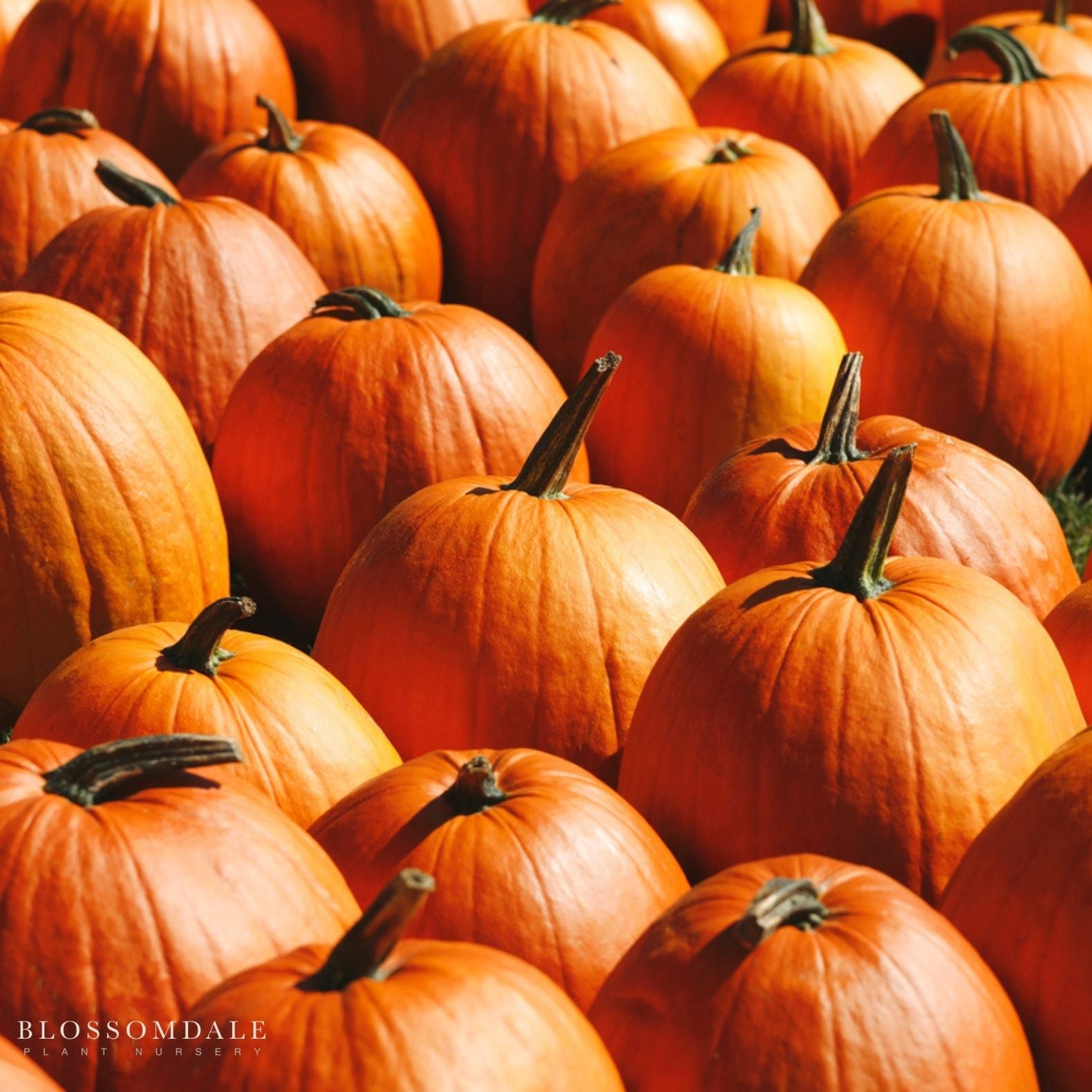 Darling Pumpkin Seeds