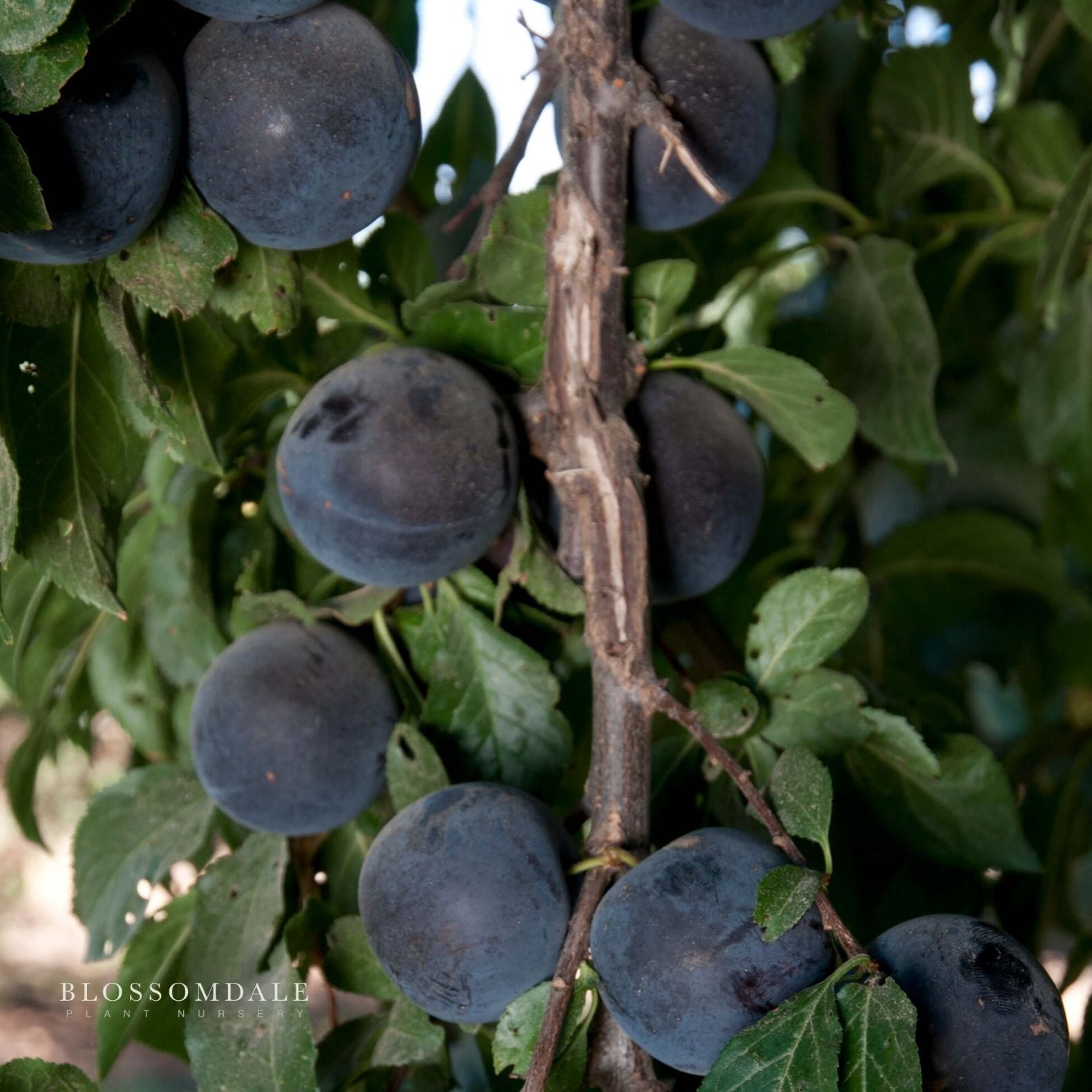 Semi Dwarf 2-in-1 Cherry & Plum Tree (Sprite & Delight)