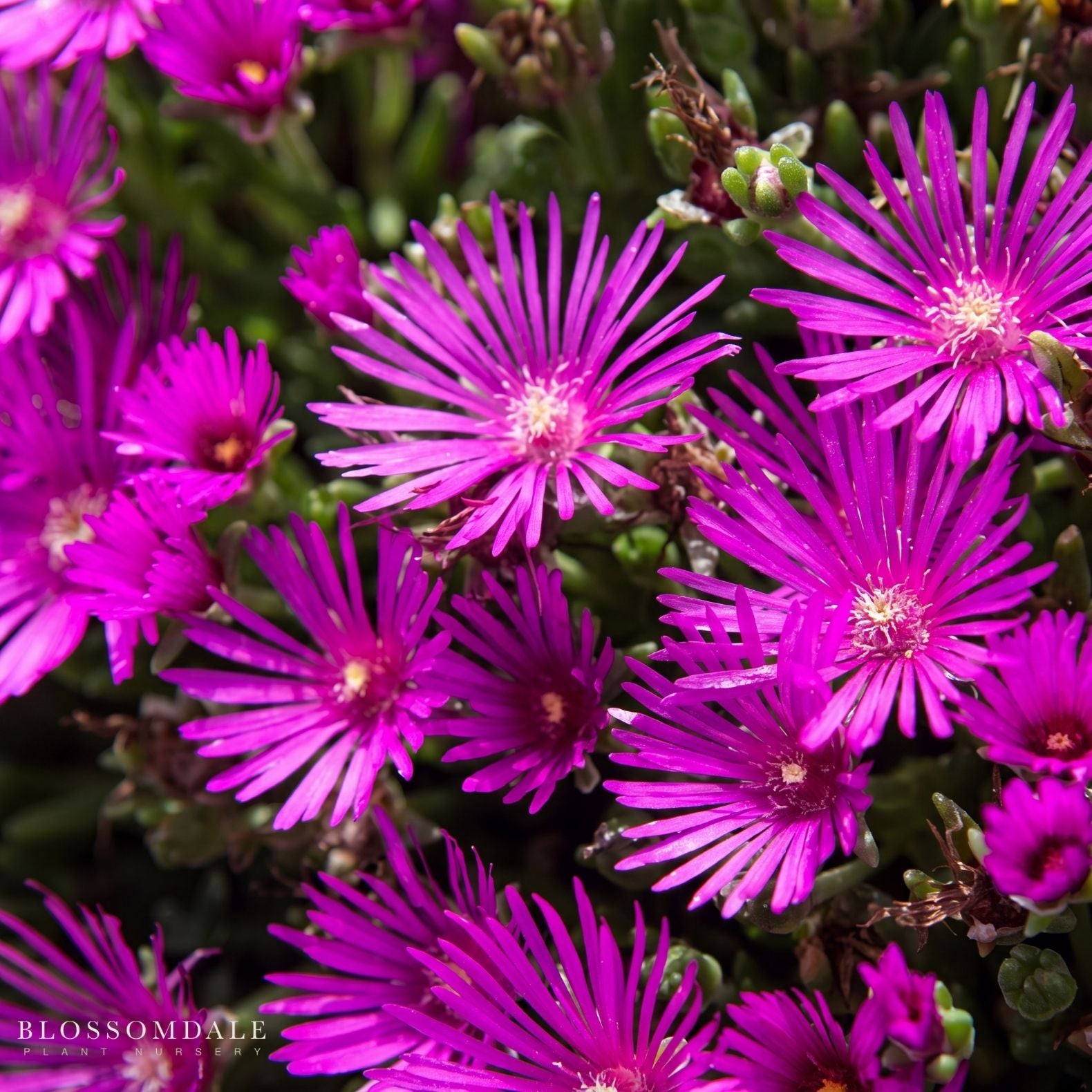 Delosperma Cooperi 'Hot Pink'