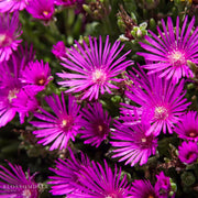 Delosperma Cooperi 'Hot Pink'