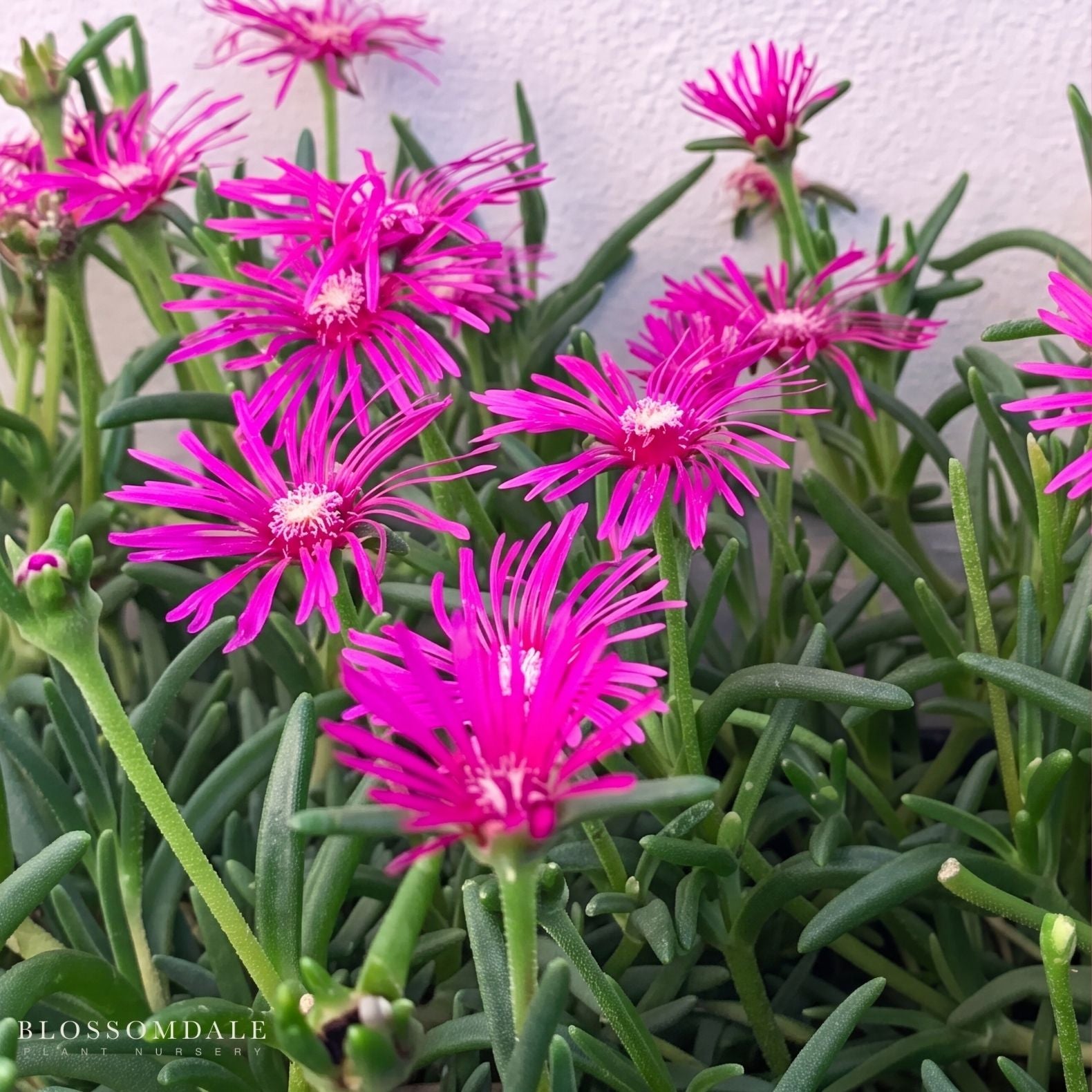 Delosperma Cooperi 'Hot Pink'