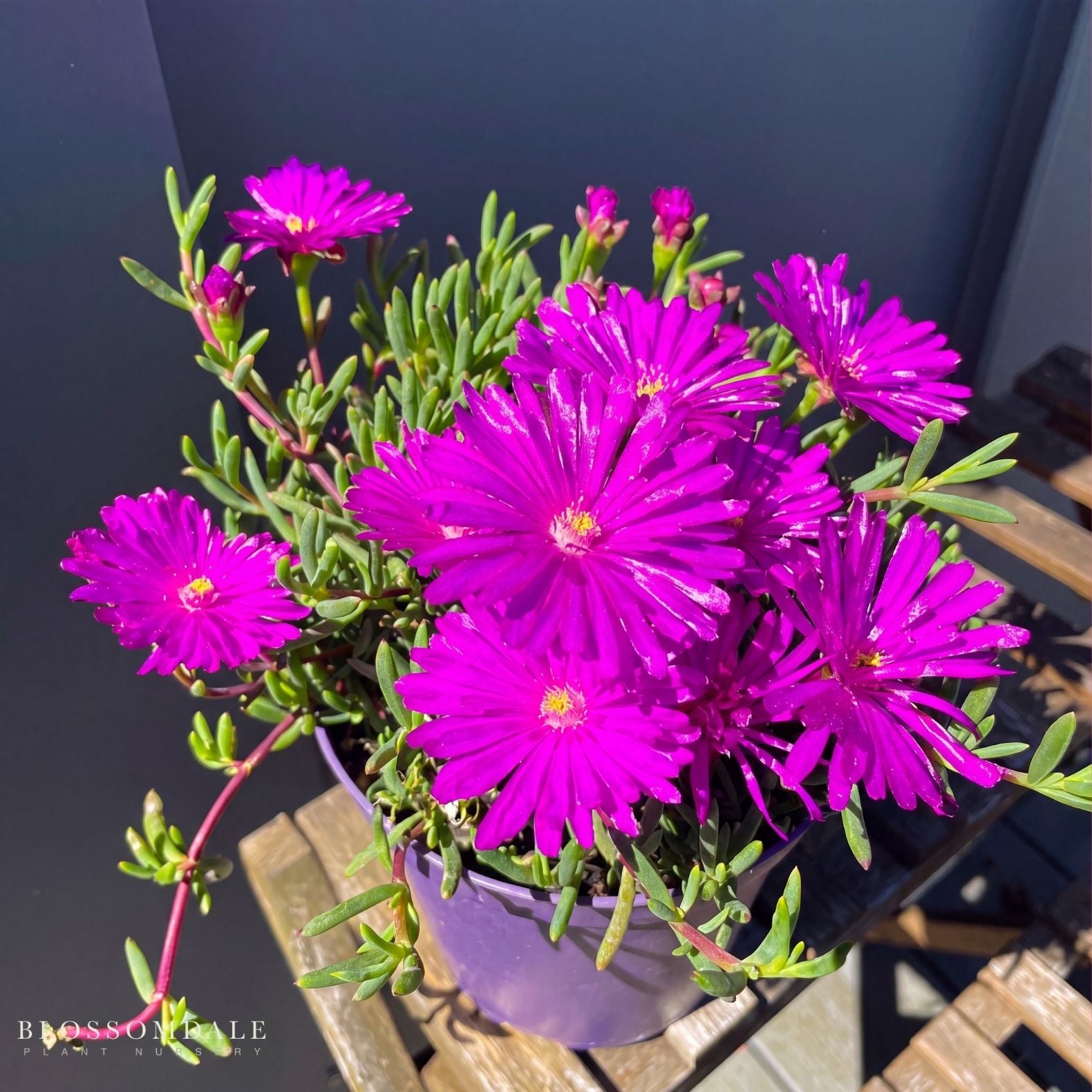 Delosperma Cooperi 'Hot Pink'